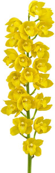 Cymbidium Lucens Flavo (Pure Yellow) Secondary image