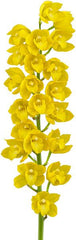 Cymbidium Lucens Flavo (Pure Yellow)