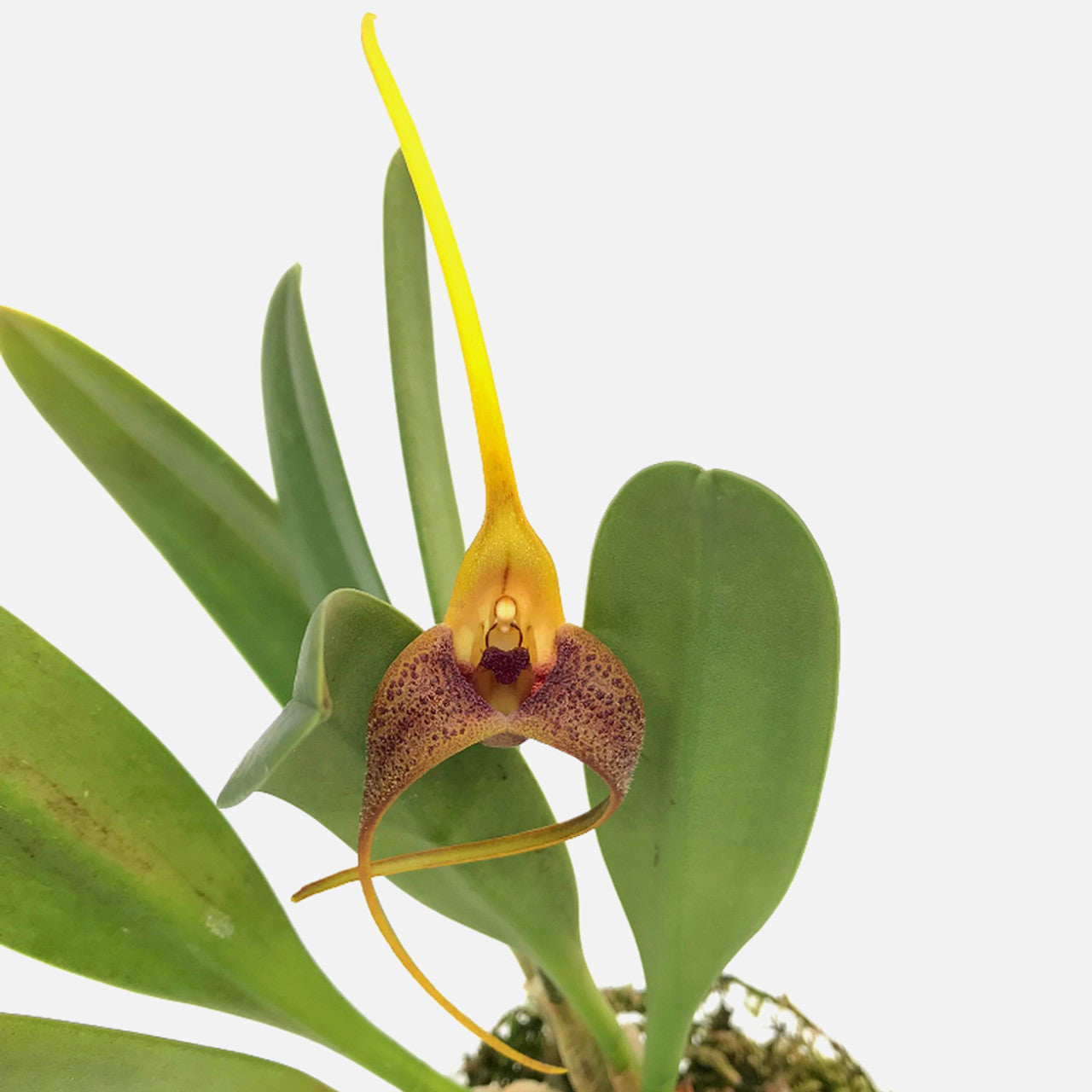 Masdevallia colossus 'Alo' Main image