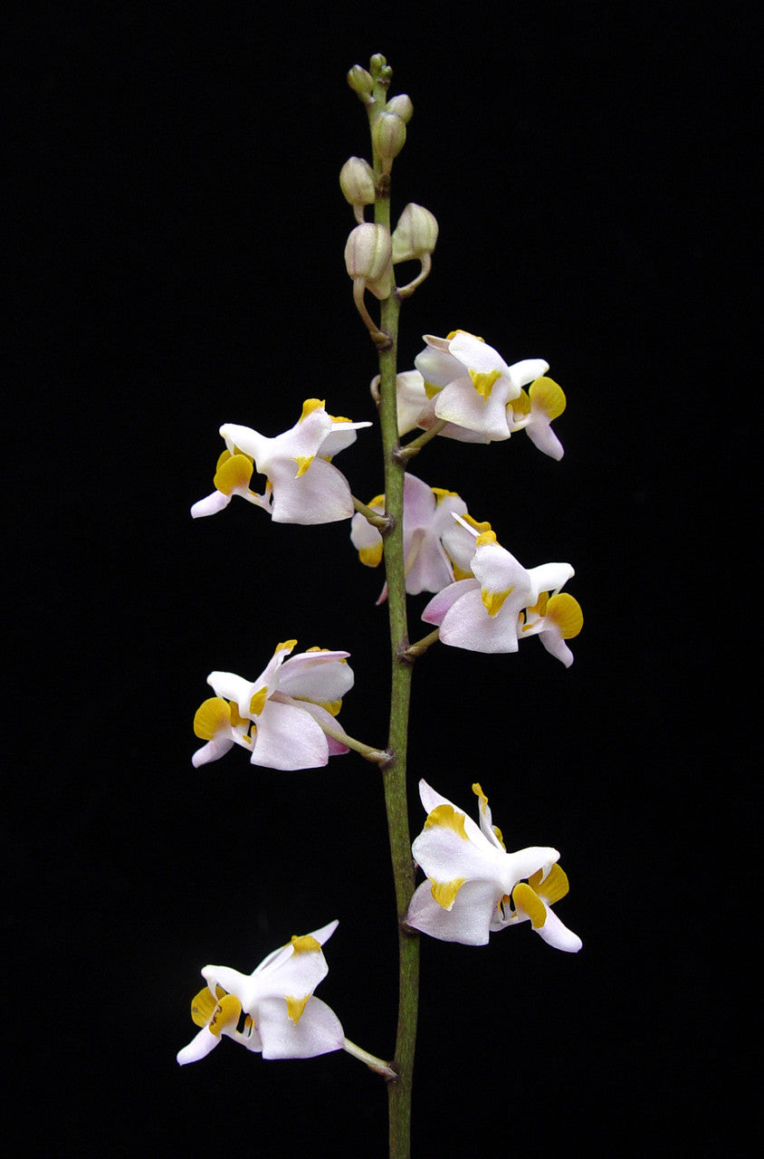 Doritis pulcherrima v. champorensis Main image
