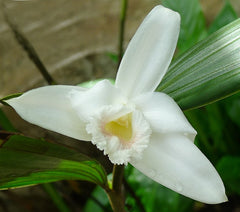 Sobralia setigera -  SPECIES FROM PERU