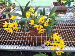 Crusotoxum Var. Suavissimum (Golden Bow Indian Dendrobium) Highly Fragrant