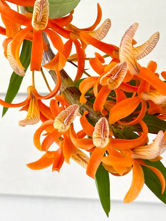 Dendrobium unicum SPECIES FLASK