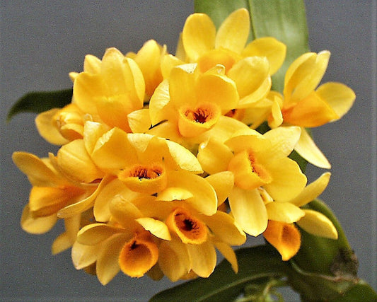 Dendrobium Sulcatum Flowering Size (HARD TO FIND SPECIES)