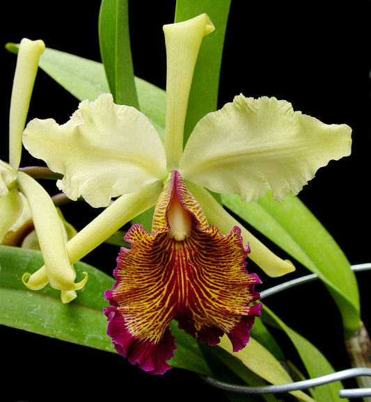 Cattleya dowiana v. aurea (3N) - Rare Fragrant Species