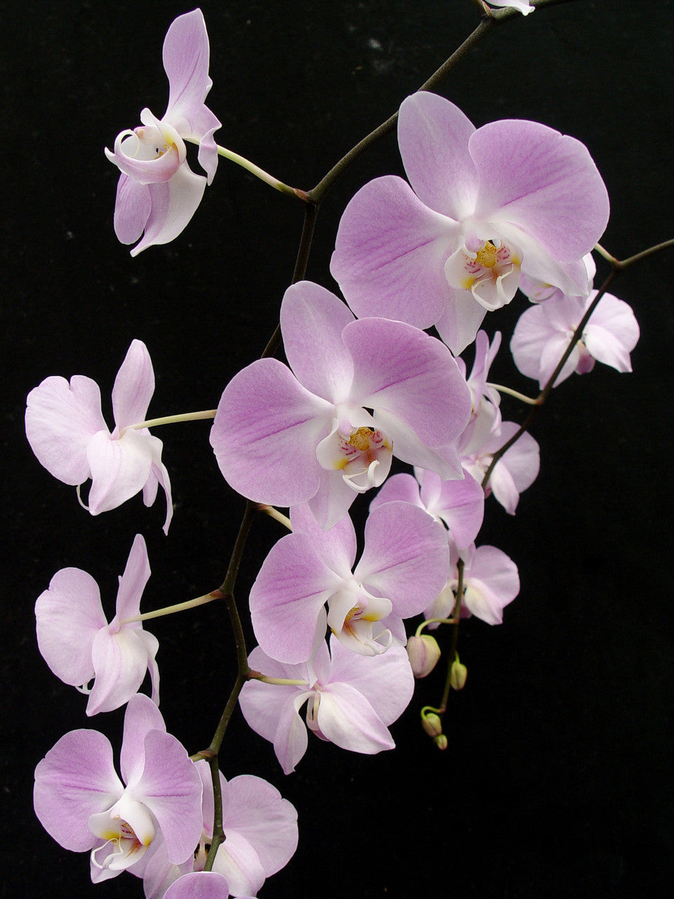 Phalaenopsis sanderiana (RARE SPECIES)