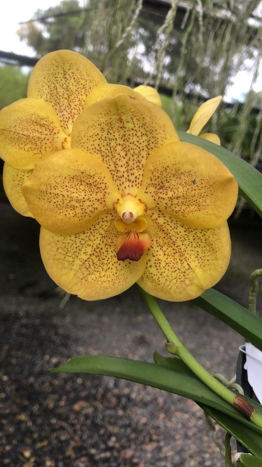 Vanda Kultana Gold x guu chia long Main image