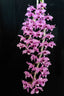 Dendrobium Anosmum Pink Form