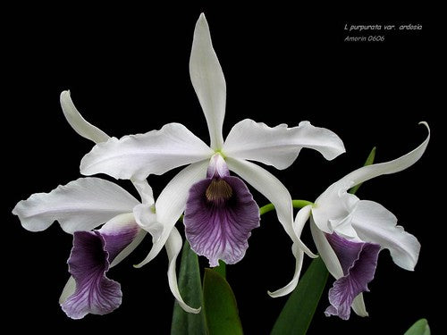 Laelia Purpurata var. roxo- violeta 'Navegantes' X Laelia Purpurata var. roxo-violeta 'Aranda Blue Label'