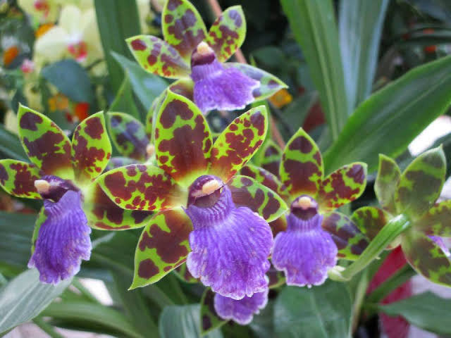 Zygopetalum Firewater (Kiwi Choice x Arthur Elle) Main image