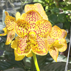 Vanda Thai Spots