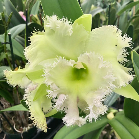 Rlc. Golf Green 'Hair Pig' (Mericlone)