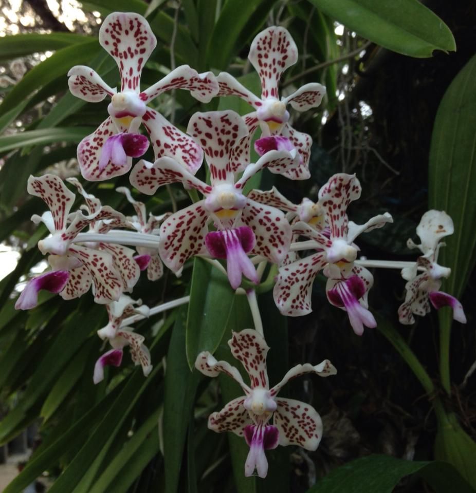 Very Fragrant Vanda Tricolor Var. Suavis