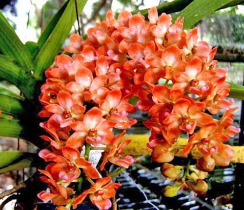 FLOWERING/ IN SPIKE RHYNCHOSTYLIS (FOXTAIL ORCHIDS) Secondary image