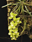 IN SPIKES! - Chiloschista viridiflora (leafless orchid)