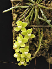 IN SPIKES! - Chiloschista viridiflora (leafless orchid)