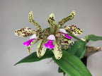 Blc. Hawaiian Passion x Catt. Guttata var. leopoldi x Catt. Tigrina Alba