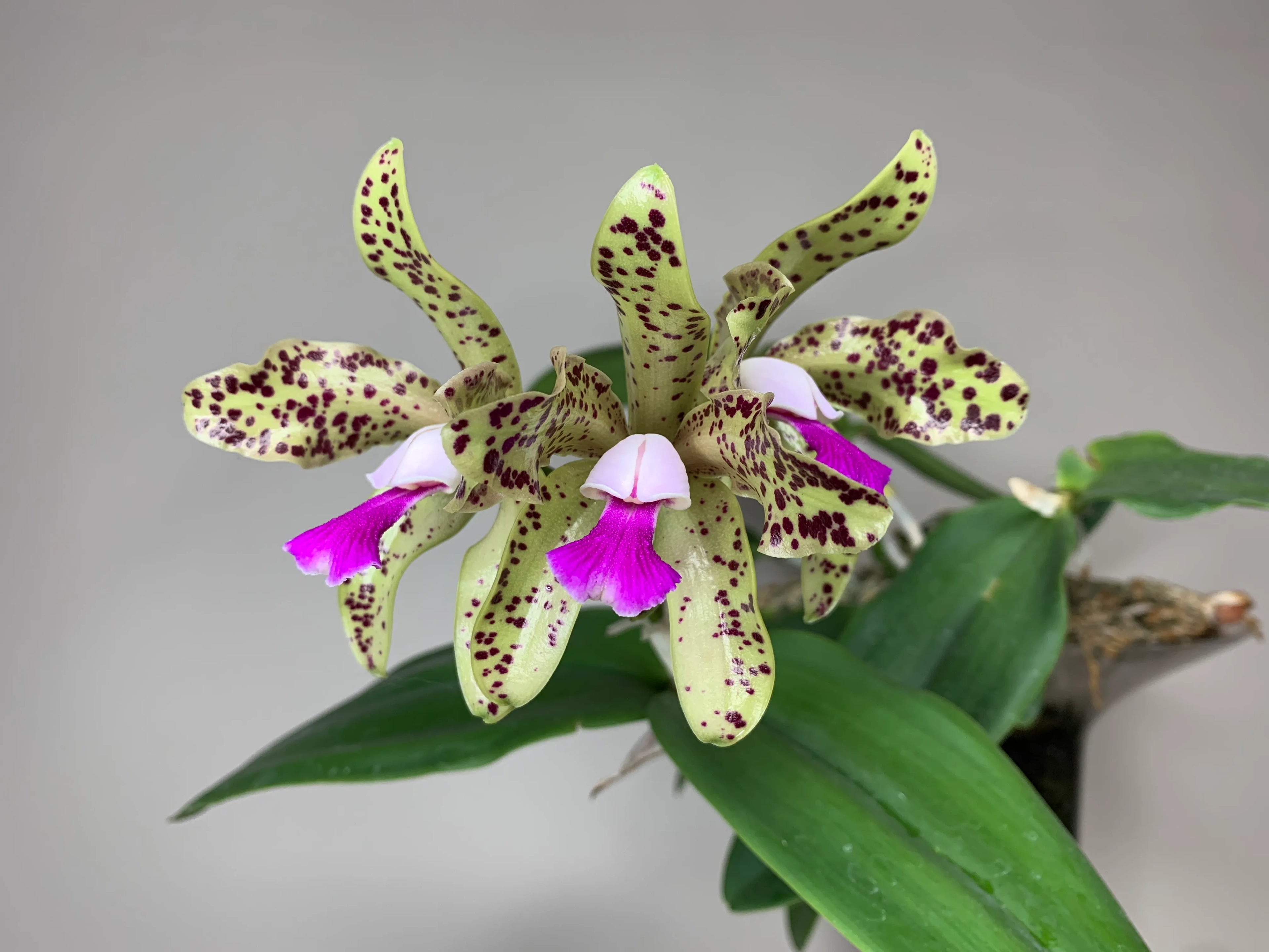Blc. Hawaiian Passion x Catt. Guttata var. leopoldi x Catt. Tigrina Alba