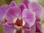 Phalaenopsis Cadiallic (Healthy in 50mm pot)