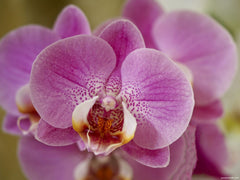 Phalaenopsis Cadiallic (Healthy in 50mm pot)