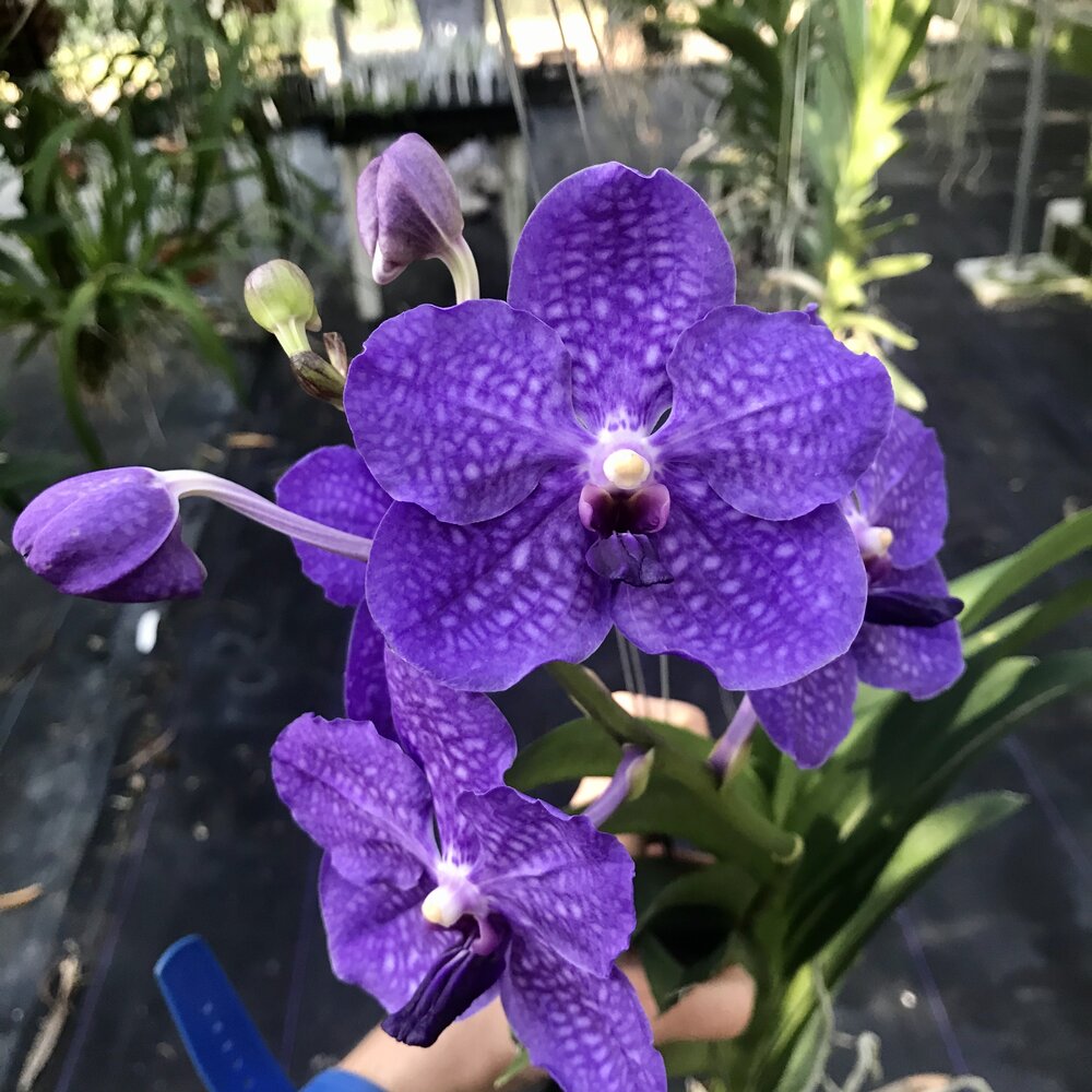 Vanda Pachara Delight (BLOOMING - IN SPIKE)