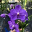 Vanda Pachara Delight (BLOOMING - IN SPIKE)