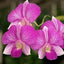 Dendrobium (Jiant Pink x Tom Stripe)