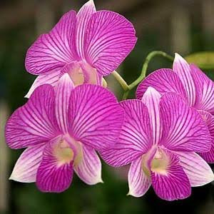 Dendrobium (Jiant Pink x Tom Stripe)
