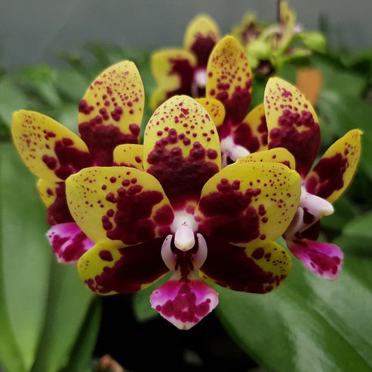 Phalaenopsis Allura Sphynx  (Fragrant - Mericlone) Main image