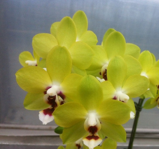 TOP - Phalaenopsis  Allura “Fire and Ice” (Fragrant Mericlone)