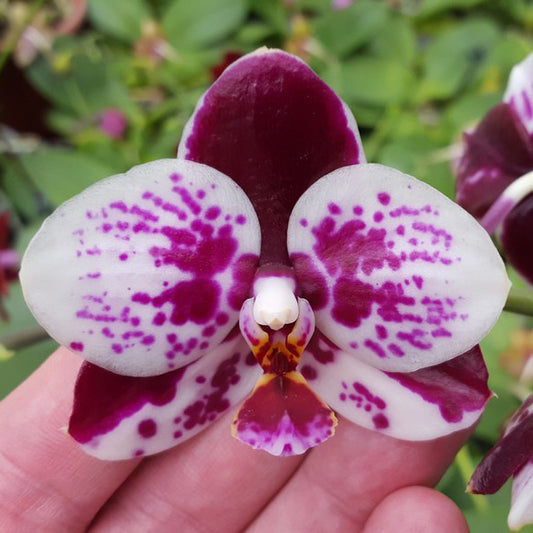 TOP - Phalaenopsis Allura 'Medina' (Splash Waxy Novelty)