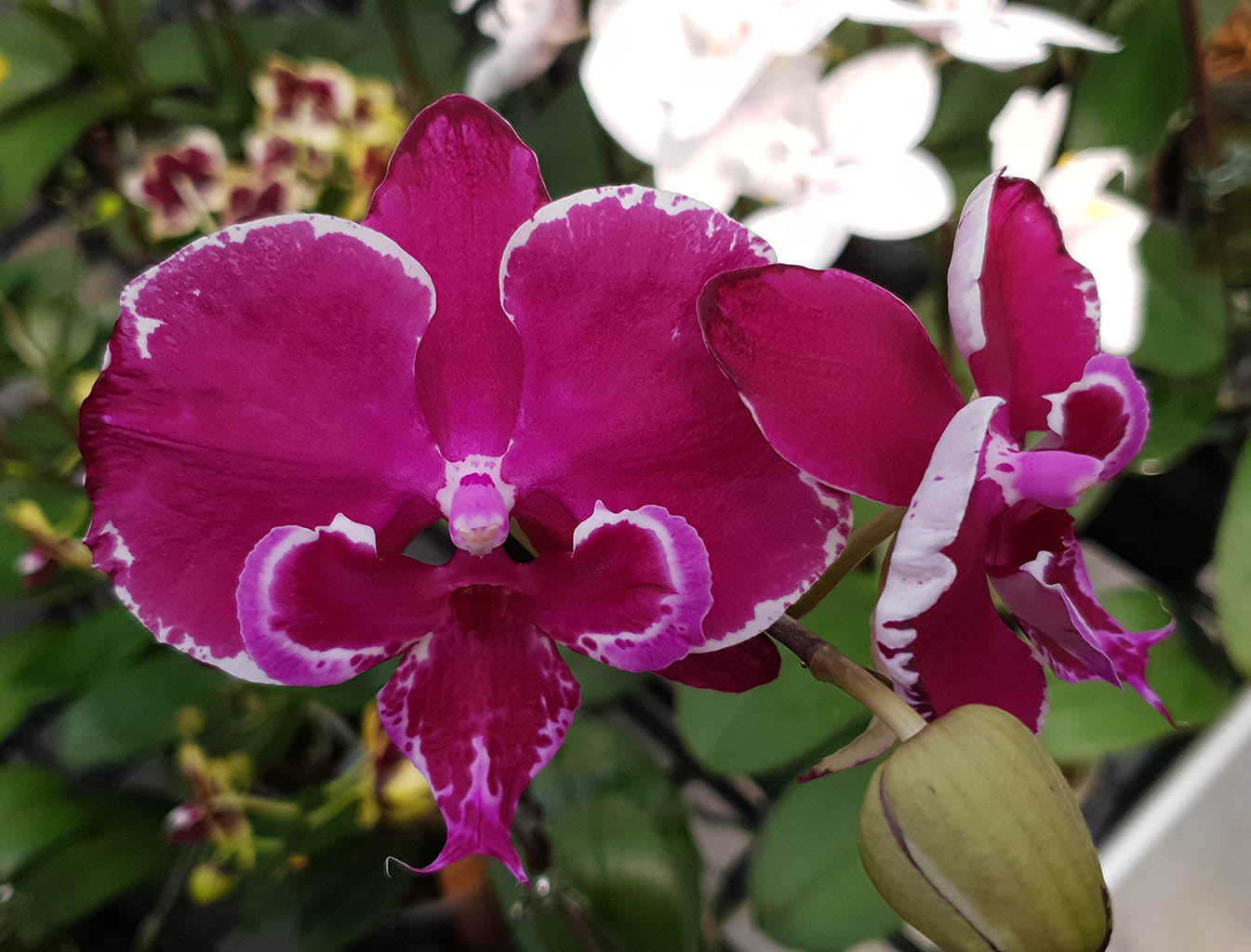 Phalaenopsis Allura 'Dracarys' (Mericlone)