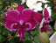 Phalaenopsis Allura 'Dracarys' (Mericlone)