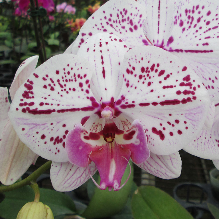 TOP - Phalaenopsis Allura 'Annunaki' (Big Lip) Main image