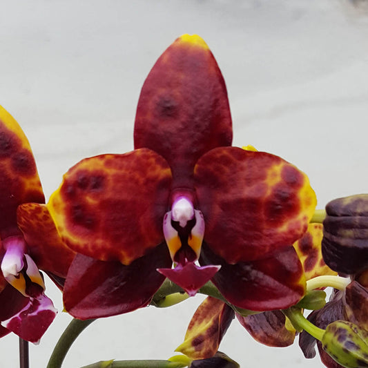 TOP Mericlone - Phalaenopsis Allura 'Voodoo' (Fragrant Novelty)
