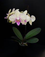 Phalaenopsis Allura 'Zaphira' (Big Lip)