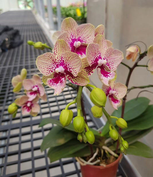TOP - Phalaenopsis Allura 'Hydra' (Spotted)