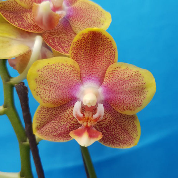 Phalaenopsis Allura 'Spitfire' (Fragrant Miniature)