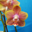 Phalaenopsis Allura 'Spitfire' (Fragrant Miniature)