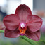 Phalaenopsis Allura 'Crimson Love' (Novelty)