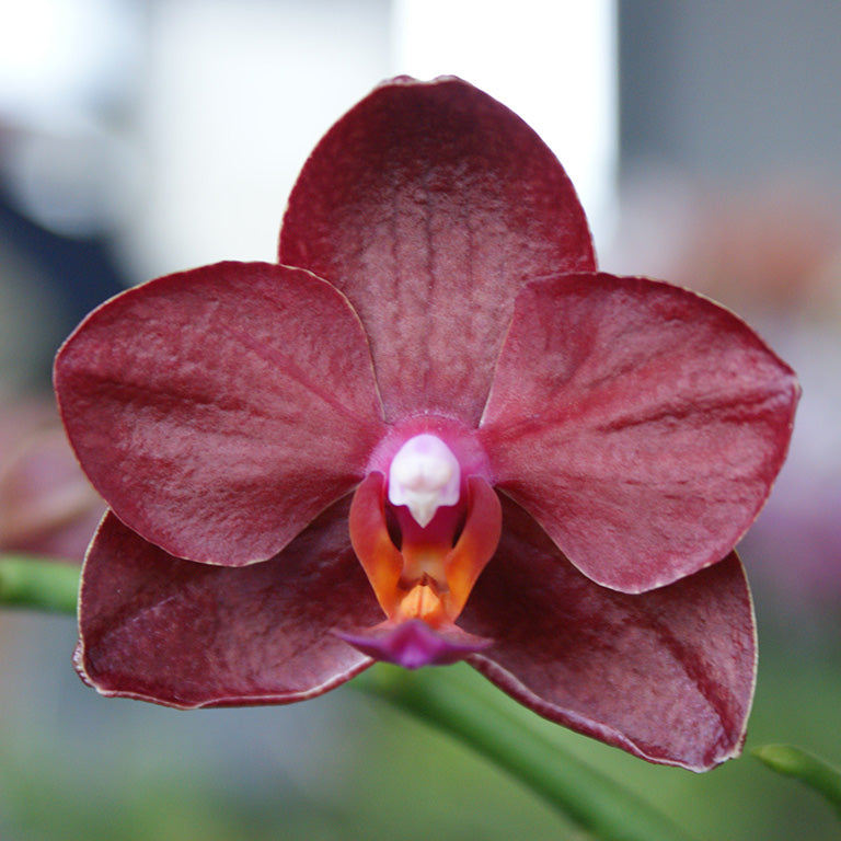 TOP - Phalaenopsis Allura 'Crimson Love' (Novelty)
