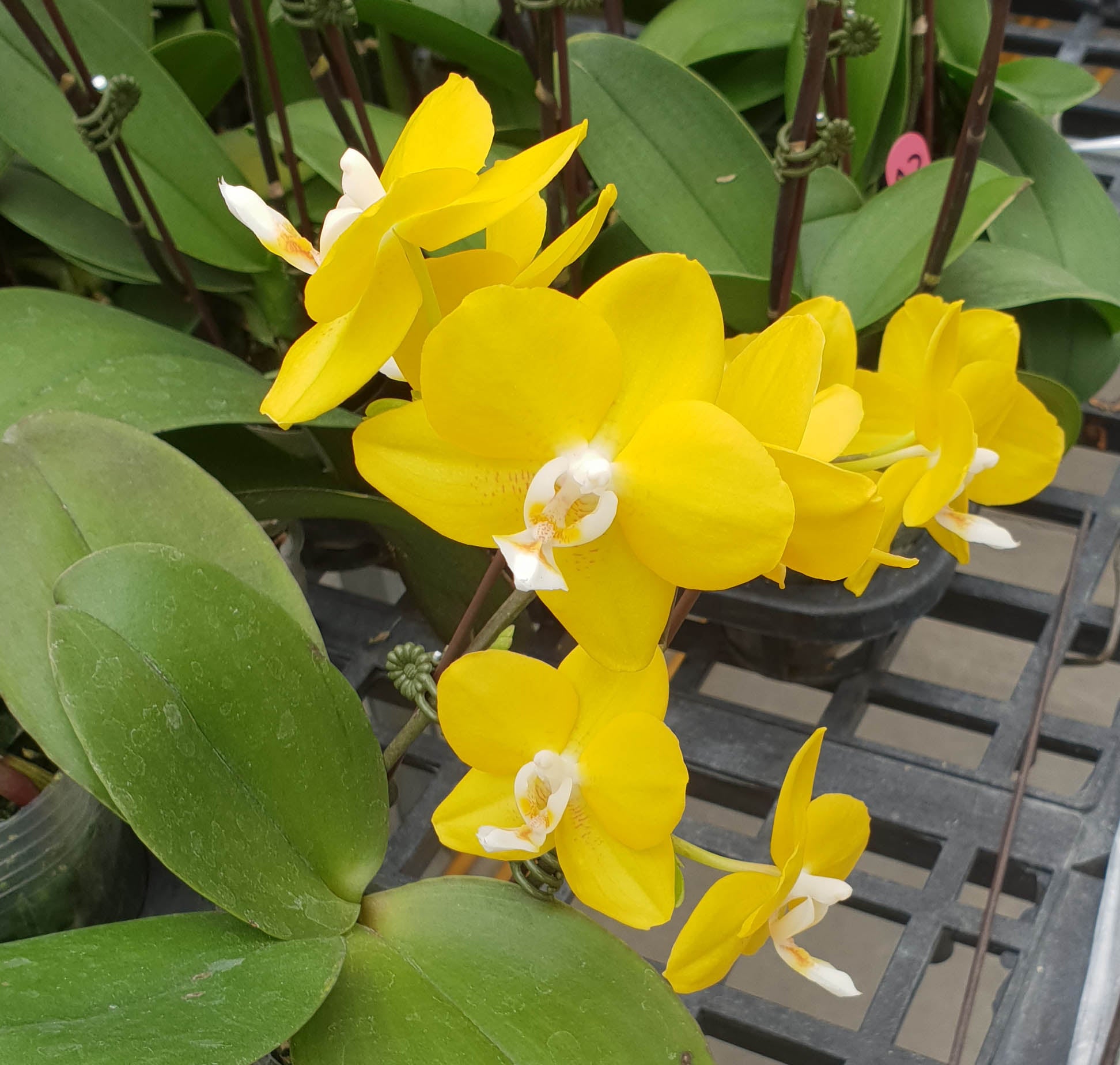 Phalaenopsis Allura 'Temple of Gold' (Waxy Fragrant Novelty) Main image