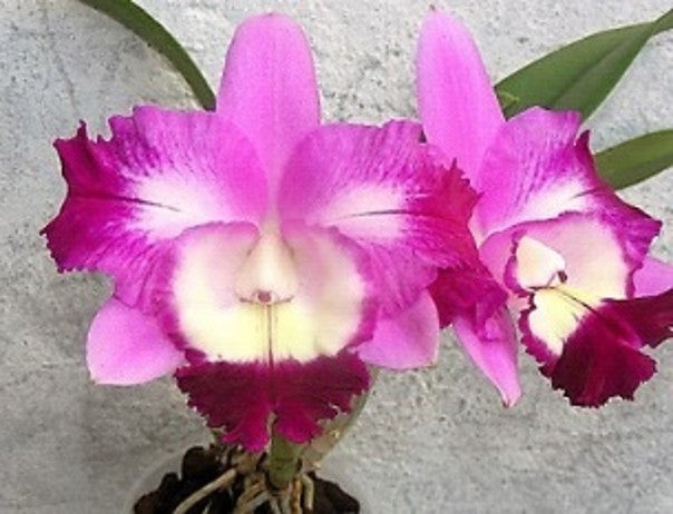 TOP - C. Mari's Love 'Taka' x Rlc. Ching Sun Smile '#1' Secondary image