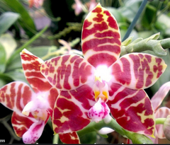 TOP - Phalaenopsis amboinensis 'Nicole' AM/AOS (Miniature Species from Indonesia)