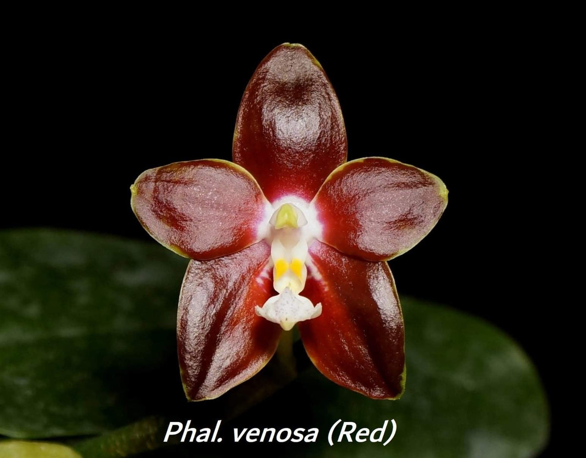 TOP - Phalaenopsis venosa 'Red' (Fragrant Species)