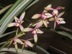 TOP - Cymbidium ensifolium 'Green Fu Long' (Variegated Species)