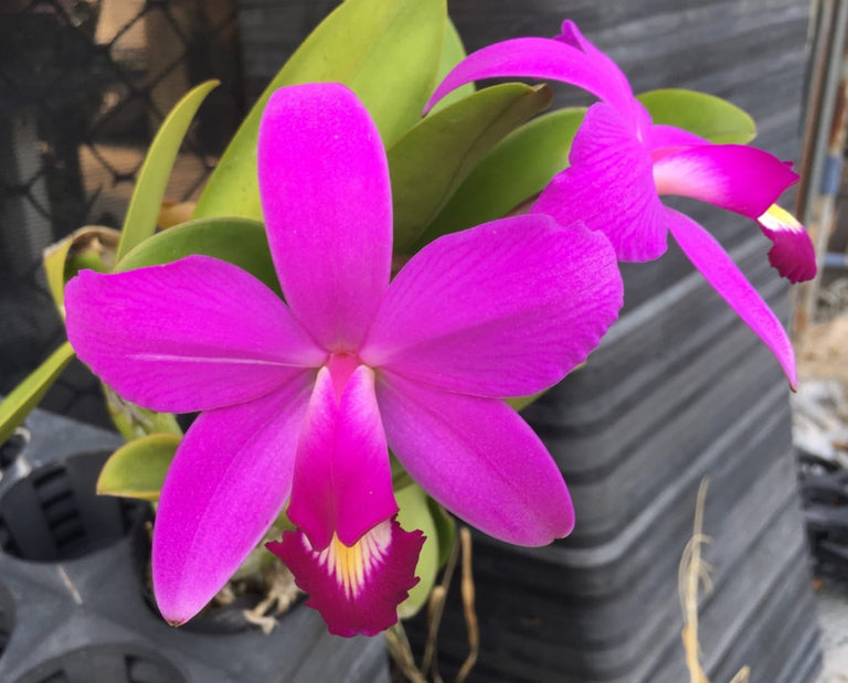 TOP Flask - Cattleya violacea red x sib Main image