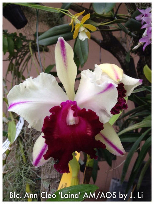 Blc. Ann Cleo 'Laina' (Mericlone)