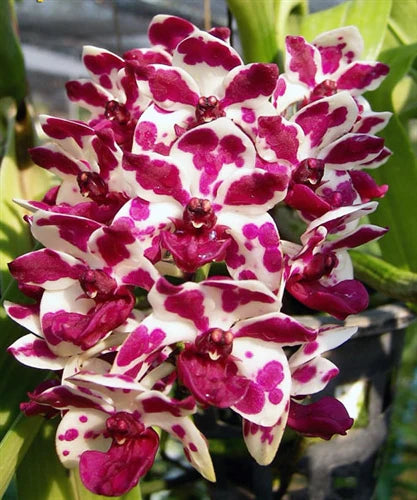 FLOWERING/ IN SPIKE RHYNCHOSTYLIS (FOXTAIL ORCHIDS)
