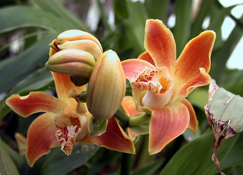 Chysis Delores Garcia (Bractescens x aurea) Secondary image